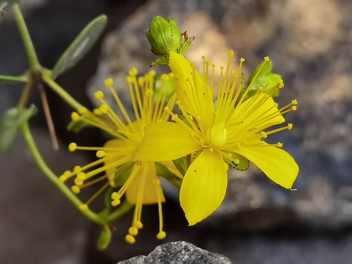 Hypericum balearicum photo